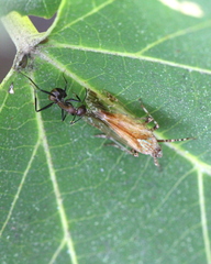 Orthopagus splendens