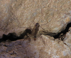 Speolepta leptogaster