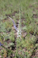 Veronica pinnata