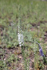 Veronica pinnata