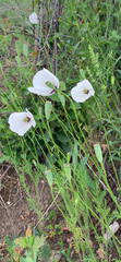 Papaver albiflorum
