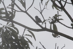 Melaenornis fischeri