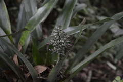Aechmea lueddemanniana
