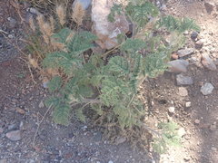 Hedosyne ambrosiifolia