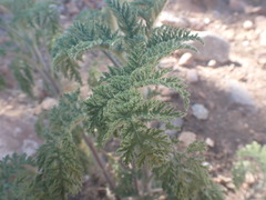 Hedosyne ambrosiifolia