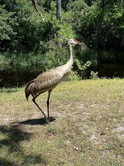 Grus canadensis image