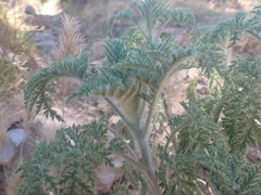 Hedosyne ambrosiifolia