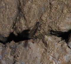 Speolepta leptogaster