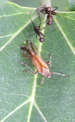 Orthopagus splendens