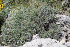 Bupleurum spinosum