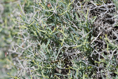 Bupleurum spinosum