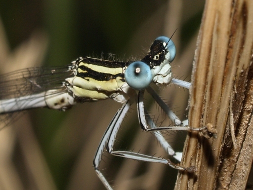 White Featherleg