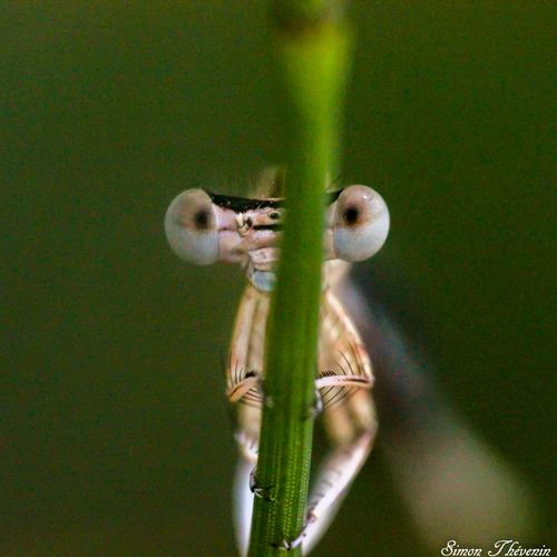 White Featherleg