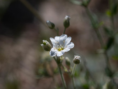Cerastium gibraltaricum