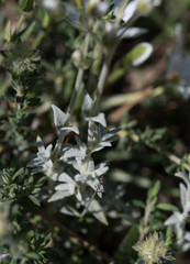 Cerastium gibraltaricum