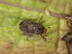 Dermestes undulatus