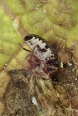 Dermestes undulatus