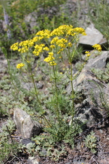 Patrinia intermedia