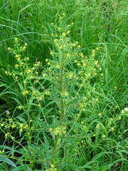 Rorippa palustris palustris