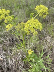 Polytaenia nuttallii