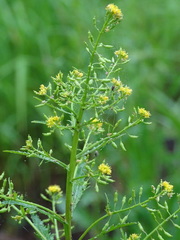 Rorippa palustris palustris
