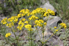 Patrinia intermedia