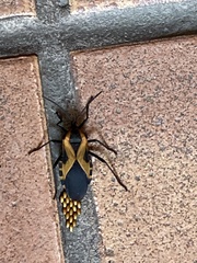 Sephina vinula