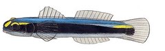 Jarocho Goby photo 4