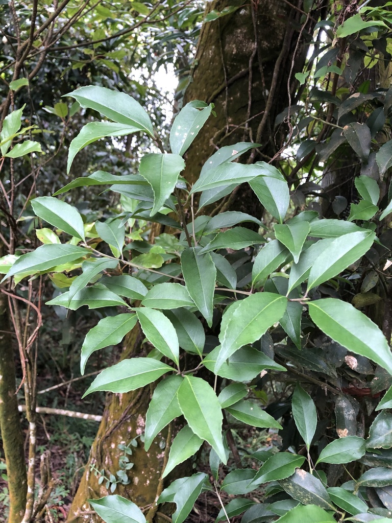 Symplocos setchuensis