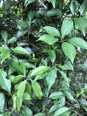 Symplocos setchuensis