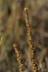 Seriphium cinereum