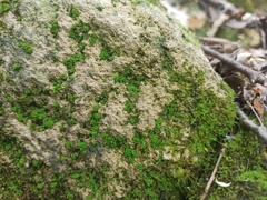 Tortula muralis aestiva