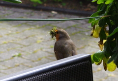 Erithacus rubecula