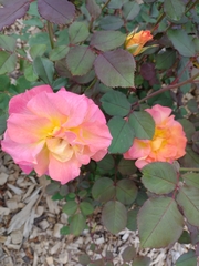 Rosa