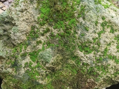 Tortula muralis aestiva