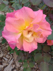 Rosa