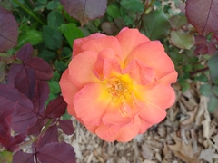 Rosa