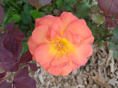 Rosa