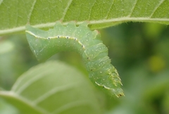 Amphipyra pyramidoides