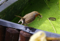 Erithacus rubecula
