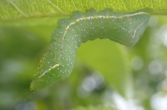 Amphipyra pyramidoides
