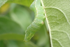 Amphipyra pyramidoides