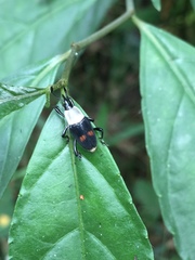Cercidocerus albicollis