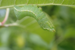Amphipyra pyramidoides
