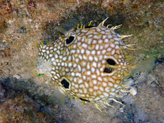 Chilomycterus antillarum