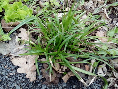 Carex sylvatica sylvatica