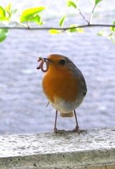 Erithacus rubecula
