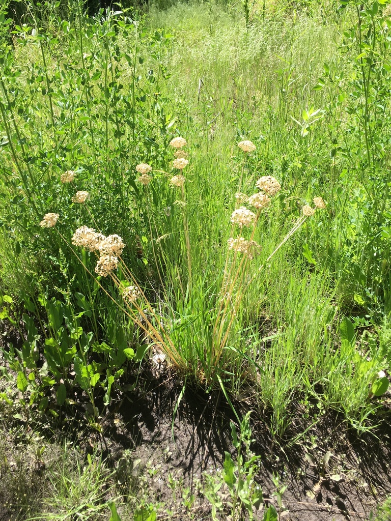 flowering plants from Alvarado Gardens, Albuquerque, NM, US on May 25, 2021 at 1053 AM by