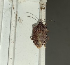 Halyomorpha halys