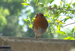 Erithacus rubecula
